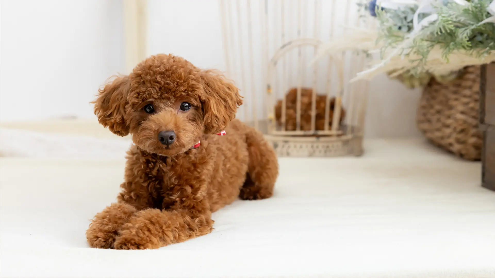 撮影のみ(スタジオ)のイメージ写真